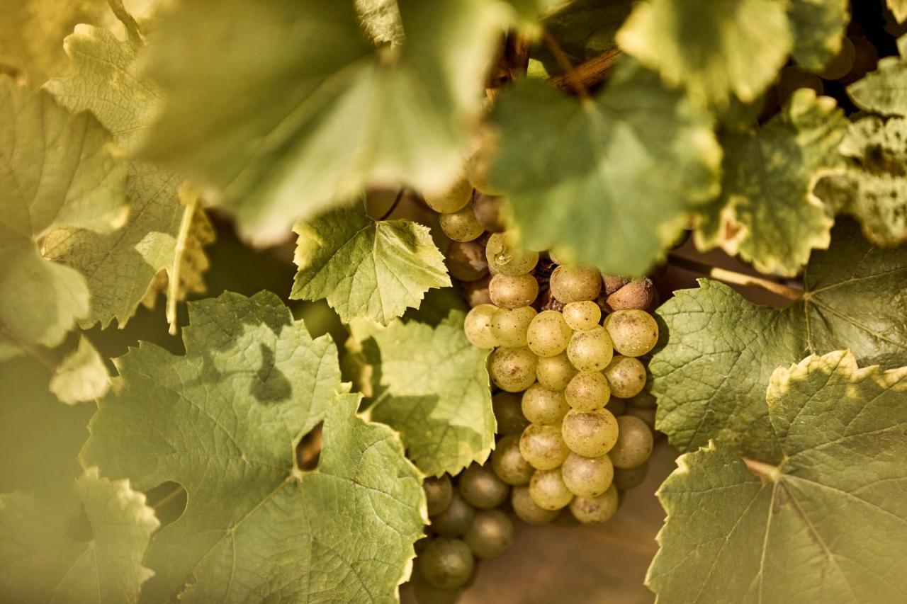 Como Le Montrachet Puligny-Montrachet Ngoại thất bức ảnh